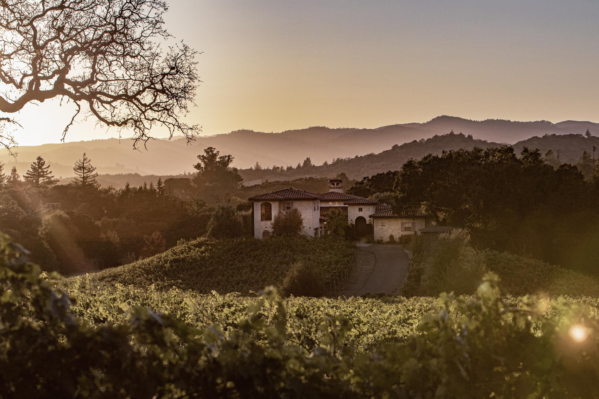 Our Vineyard